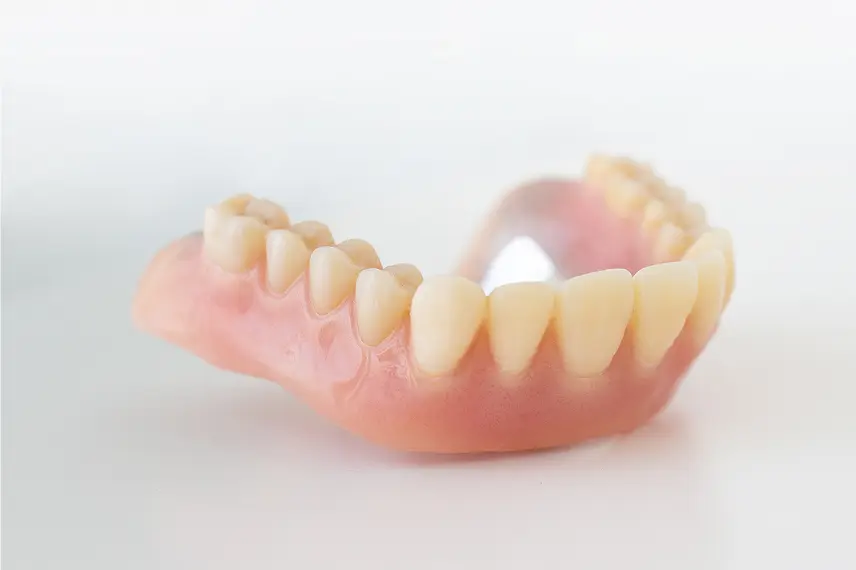 入れ歯の模型